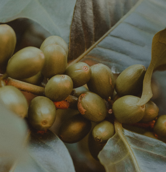 Does green coffee bean extract actually work? What the science says about chlorogenic acids — and why they belong in your morning cup